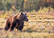 Braunbaer - Brown Bear  (Ursus arctos)